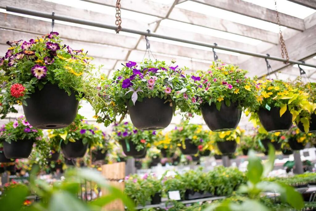 hanging-basket-dsc-9286-web-ready-1500x1000-63b490dd9be8c